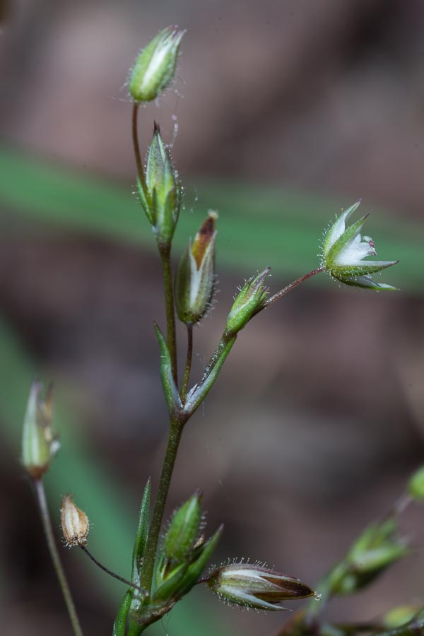Minuartia hybrida ?